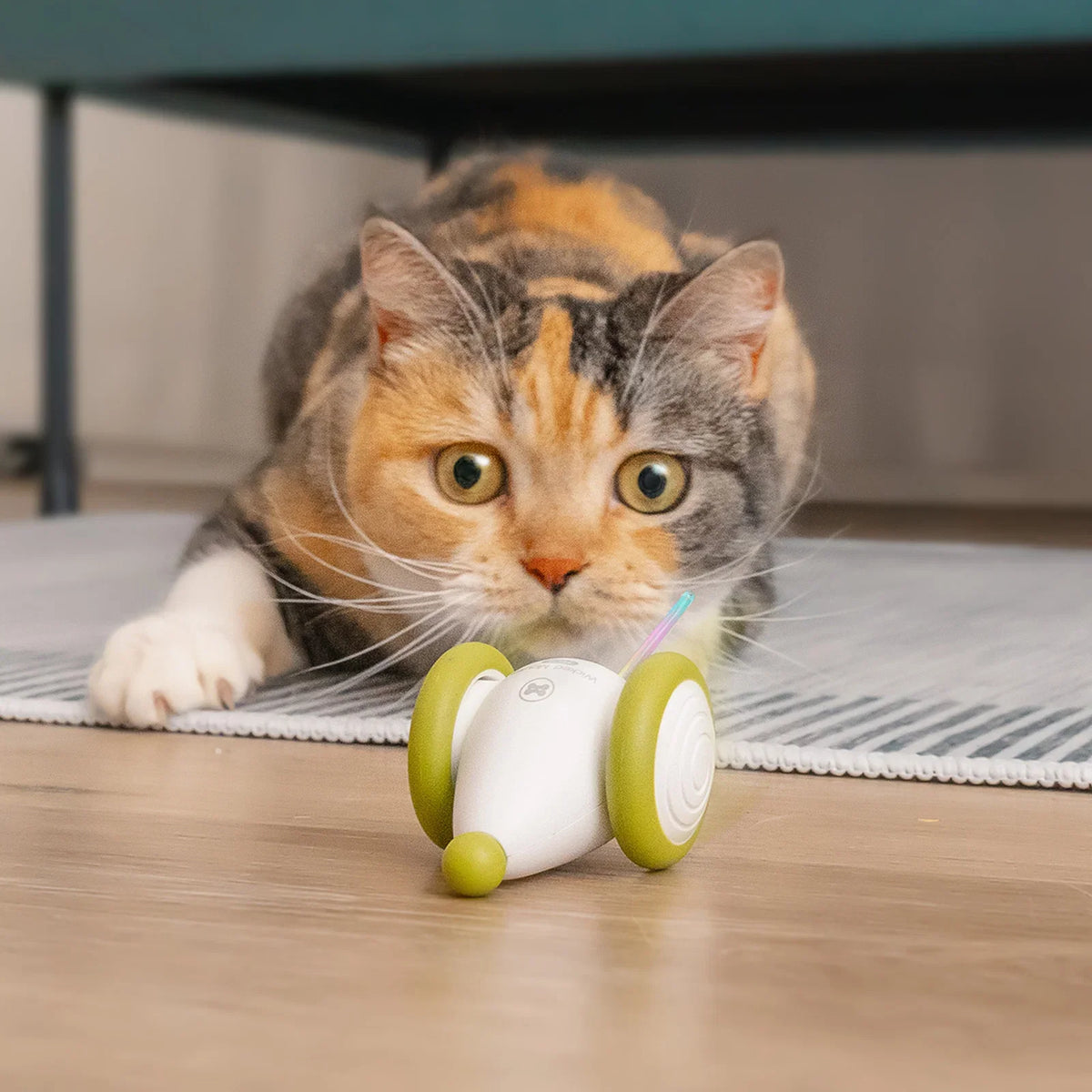 Cat Toys