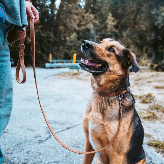 Collars & Leashes