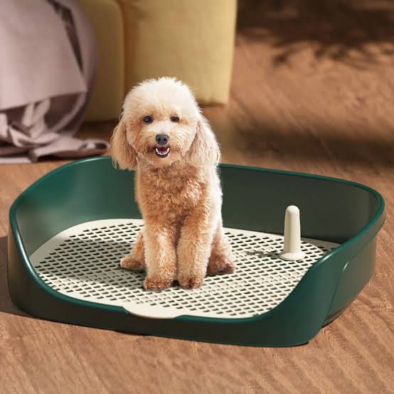 Dog Potty