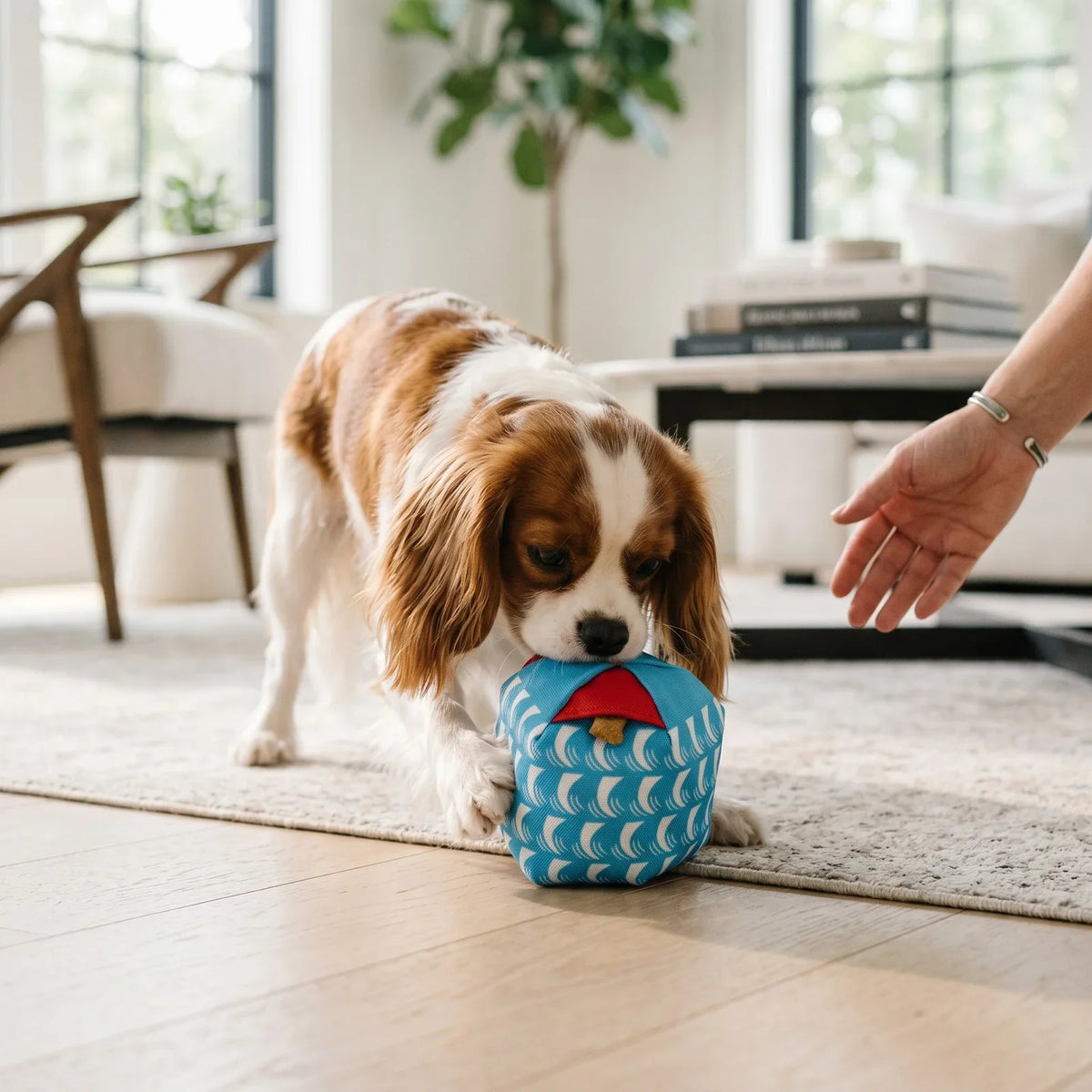 Dog Toys