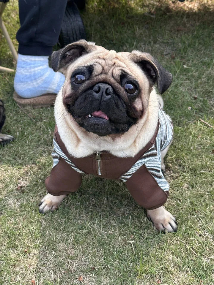 Fashionable Striped Design Italian Gentleman-Style Pet Hoodie With Zipper And Dog Hooded Top